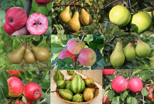 Apfel und Birnen Aktion