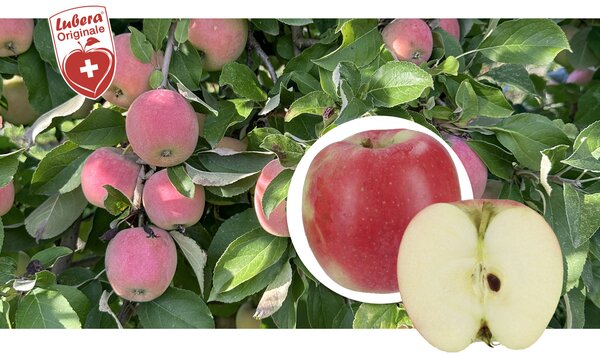 Apfel, Z&uuml;chtung 1157/15, Redlove
