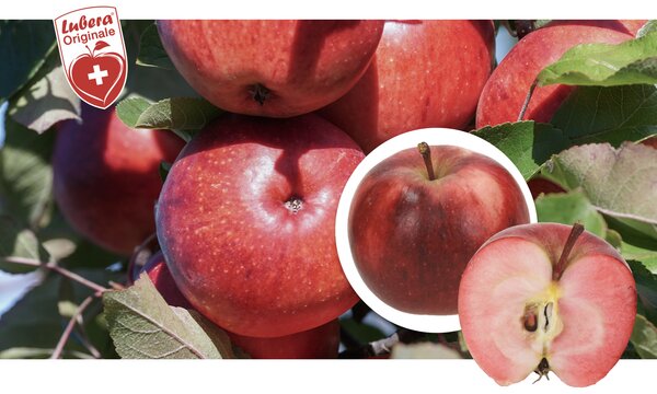 Apfel, Z&uuml;chtung 1485/18, Paradis