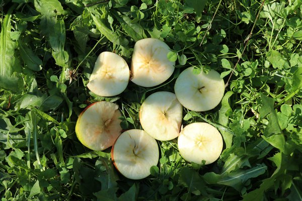 Diversität und Züchtung Faibella Apfel ohne Samen Malus Lubera