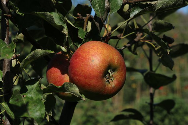 Faibella Apfel ohne Samen Malus