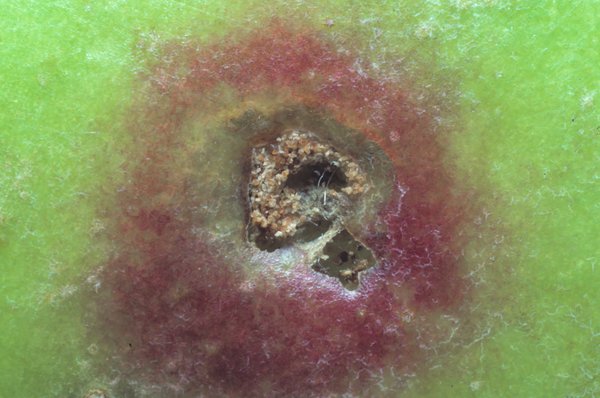 Cydia pomonella, Apfelwickler, Apfelbaum Schdlinge