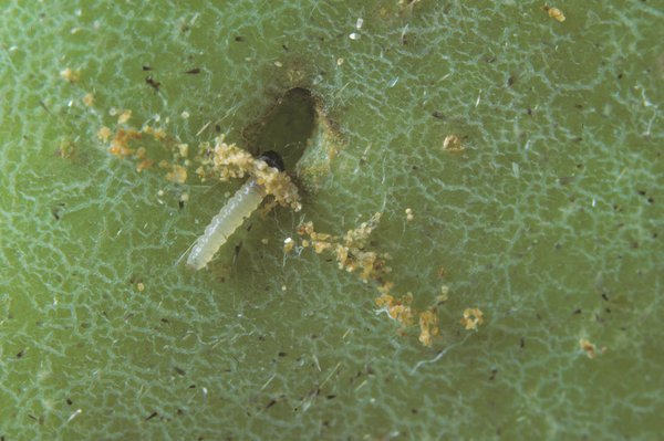 Cydia pomonella, Apfelwickler, Apfelbaum Schdlinge