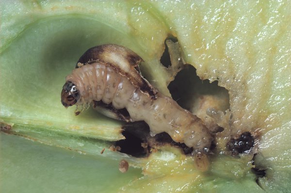 Cydia pomonella, Apfelwickler, Apfelbaum Schdlinge