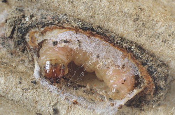 Cydia pomonella, Apfelwickler, Apfelbaum Schdlinge