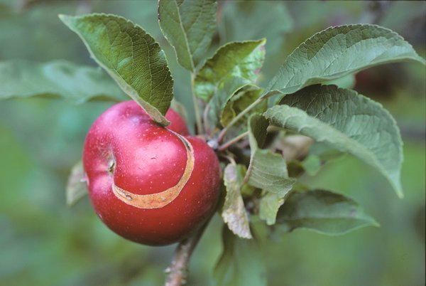 Hoplocampa testudinea, Sägewespe, Apfelbaum Schädlinge