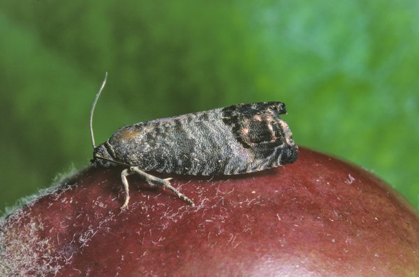 Cydia pomonella, Apfelwickler, Apfelbaum Schdlinge