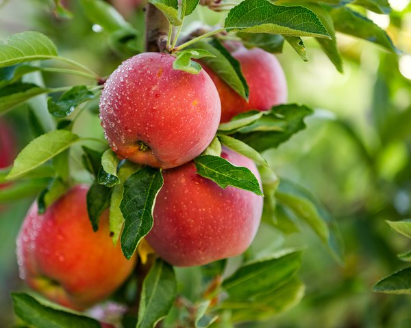 Apfelbaum umpflanzen – so gelingt es Ihnen richtig