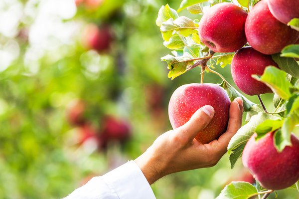 Apfelbaum selber ziehen – so gelingt es