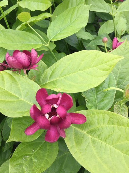 Gewürzstrauch, Nelkenpfeffer (Calycanthus floridus Aphrodite)