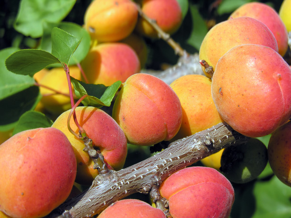 Aprikose Orangered (Prunus armeniaca)