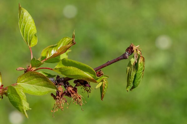 Aprikose, Prunus armeniaca, Bl&uuml;tenmonilia, Monilinia laxa