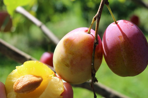 Zwetschgenbaum pflanzen Aprikosen-Mirabelle Aprimira Lubera