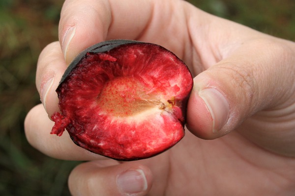 Zwetschgenbaum pflanzen Pflaumenbaum Aprikosen-Pflaume Aprisali Lubera