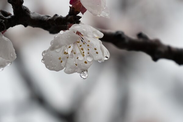 Aprikose, Bl&uuml;te, Regen, Prunus armeniaca