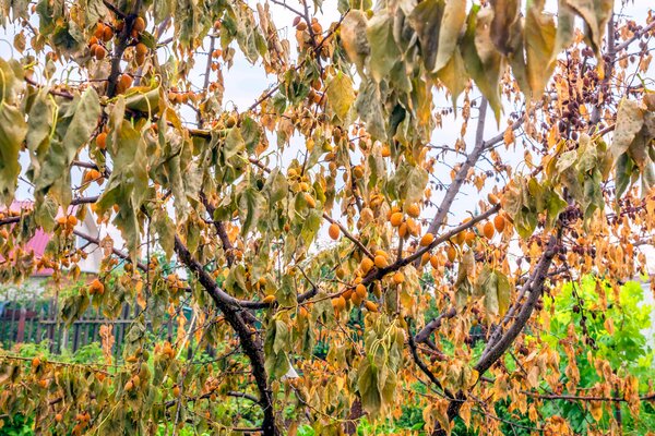 Aprikosentod, Prunus armeniaca, Monilinia laxa