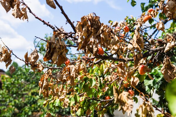 Aprikosentod, Prunus armeniaca, Monilinia laxa