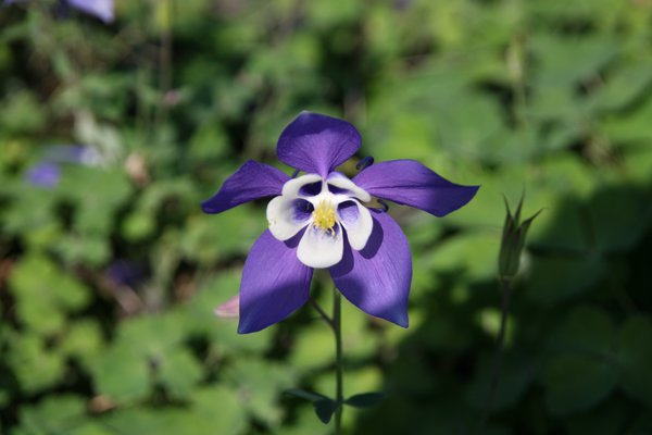 Aquilegia flabellata blau-weiss