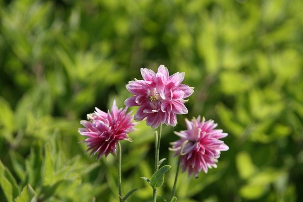 Aquilegia vulgaris 'Plena Nora Barlow'