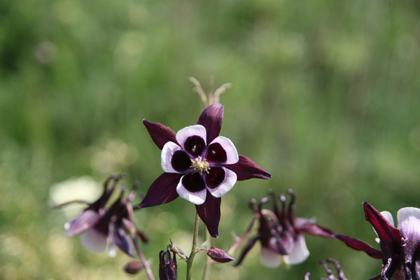 Aquilegia vulgaris 'William Guiness'