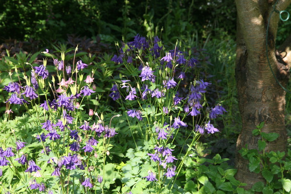 Aquilegia vulgaris