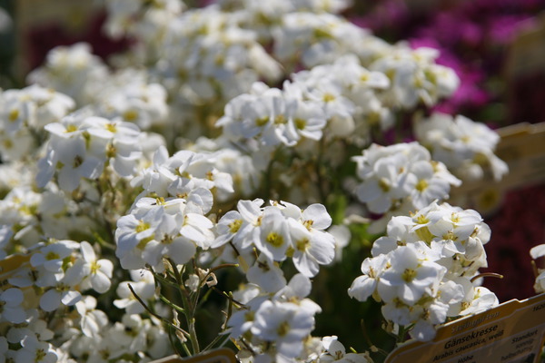 Arabis caucasica 'Schneehaube'