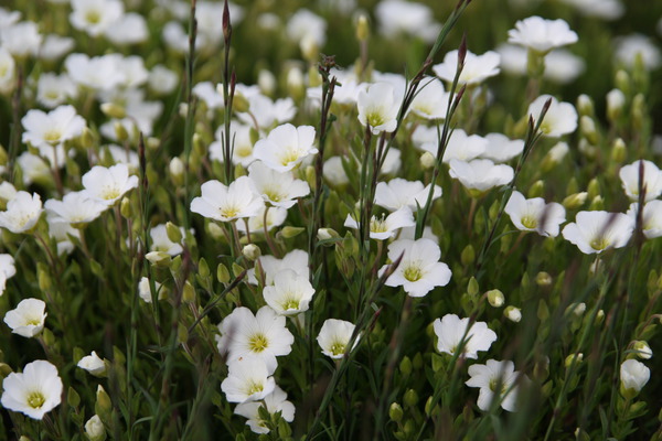 Arenaria montana