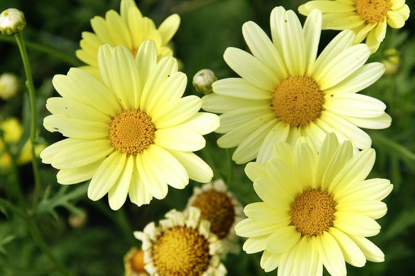 Strauchmargerite Gelb, Argyranthemum frutescens