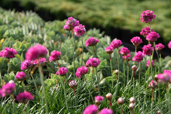 Armeria maritima 'Splendens'