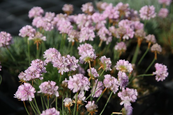 Armeria x juniperifolia 'Rschen'