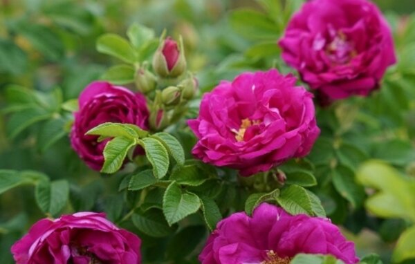 Rose, Kartoffelrose, Aromatic Aurora