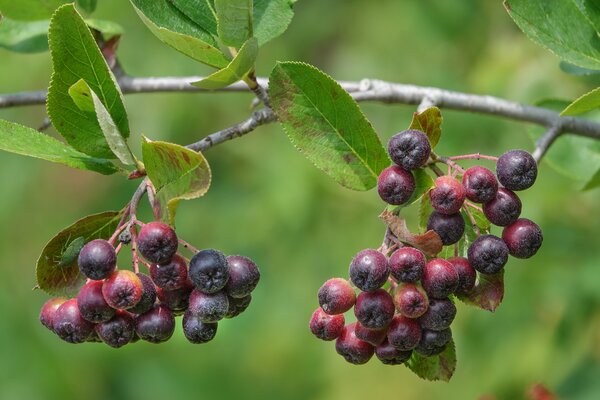 Aronia melanocarpa, Apfelbeere, 