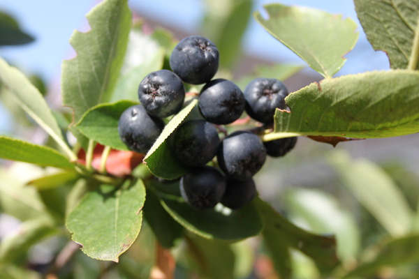 Superfoods Aronia Apfelbeere Hugin Lubera