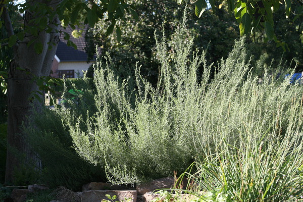 Welche Kruter passen zusammen, Artemisia alba, Colakraut