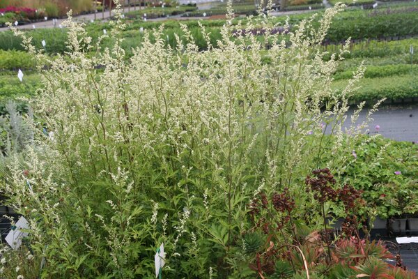 Artemisia lactiflora 'Weie Dame'
