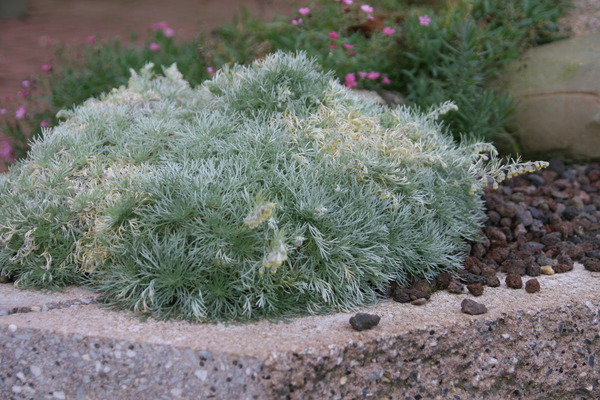 Artemisia schmidtiana 'Nana' 