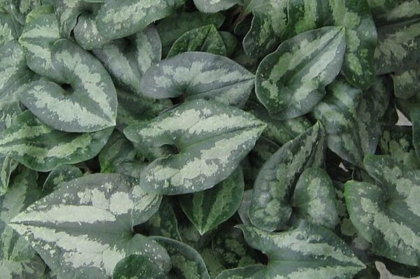 Asarum splendens, quer