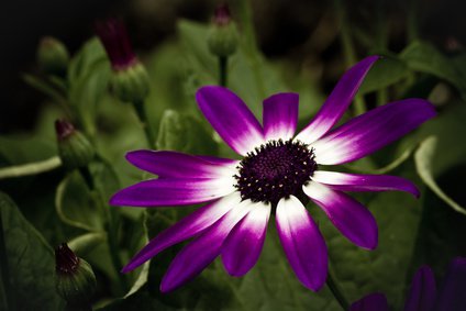 Pericallis senetti Blte