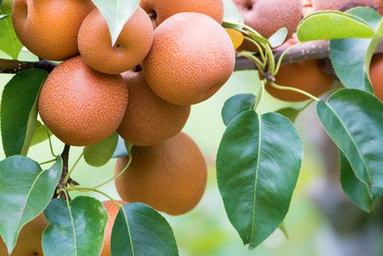 Japanese nashi pears (Pyrus Pyrifolia)