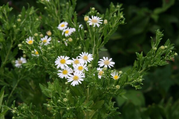 Aster ageratoides, Staude, Pppel