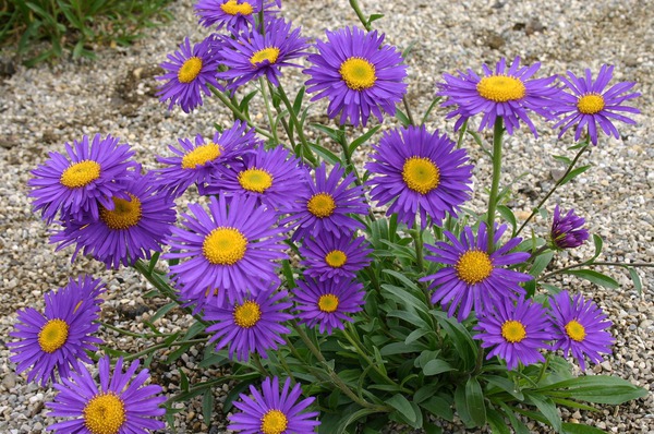 Aster alpinus 'Dunkle Schne'