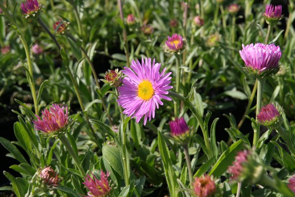 Aster alpinus Happy End