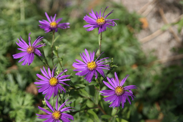 Aster amellus 'Butzemann'