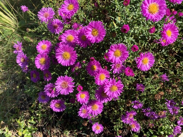 Aster amellus 'Rosa Erfllung', Aster amellus 'Rosa Erfllung'
