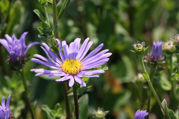 Aster amellus 'Rudolf Goethe'