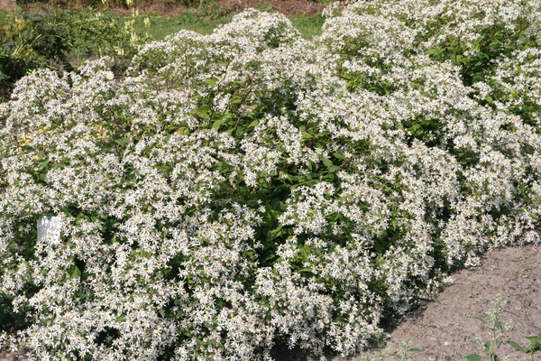 Aster divaricatus 'Tradescant'