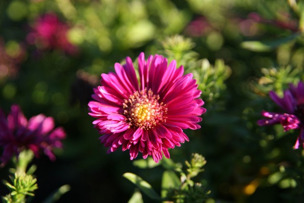 Aster dumosus 'Jenny'