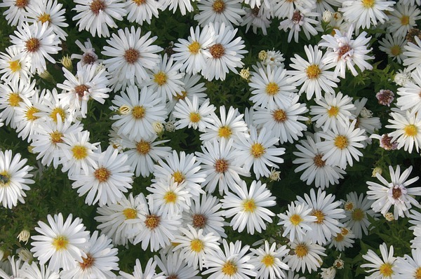 Aster dumosus 'Niobe'