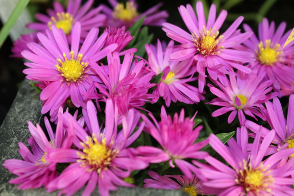 Kissen-Aster winterharte stauden