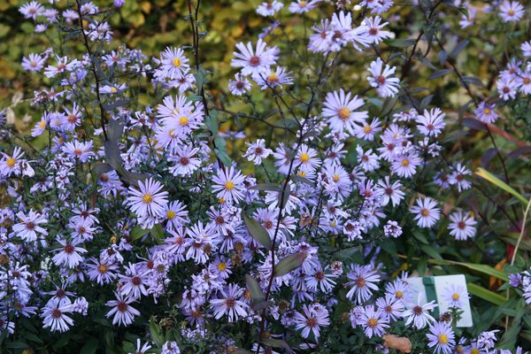 Aster laevis 'Calliope'